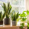 7 Easy To Grow Plants for Beginners