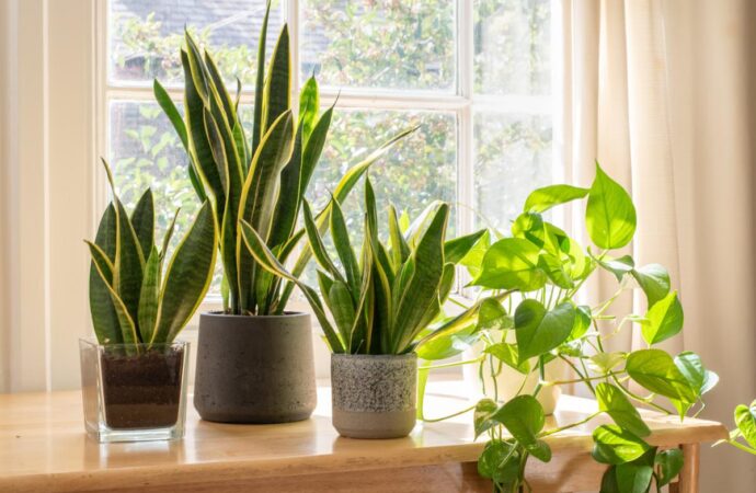 7 Easy To Grow Plants for Beginners