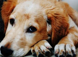 Arthritis in Dogs: Causes, Symptoms and Treatment Options