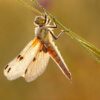 Things to Know About the Biting Insects and Their Types