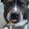 Common Dog Diseases Symptoms and Treatments 2026 Lizard's Lunch Common Dog Diseases Symptoms and Treatments