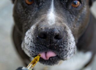 Common Dog Diseases Symptoms and Treatments