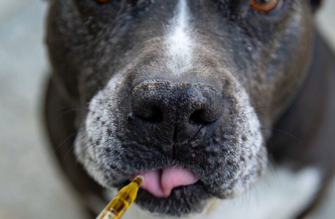 Common Dog Diseases Symptoms and Treatments