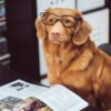 5 Most Expensive Dog Breeds in the World 2026 Lizard's Lunch 5 Most Expensive Dog Breeds in the World