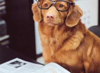 5 Most Expensive Dog Breeds in the World