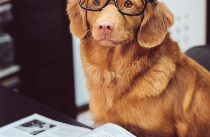 5 Most Expensive Dog Breeds in the World