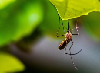 Best 15 Mosquito Control Spray Tips You Need To Follow 2026 Lizard's Lunch Best 15 Mosquito Control Spray Tips You Need To Follow