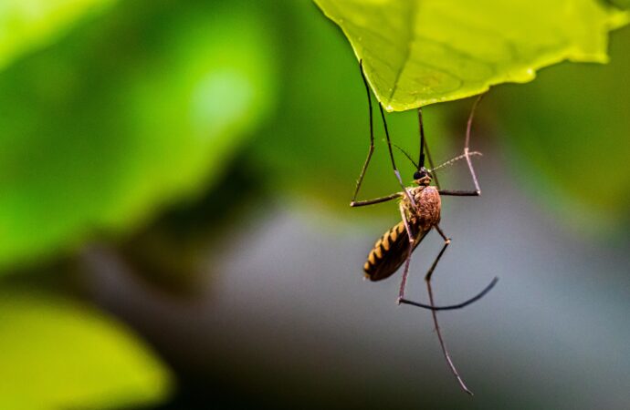 Best 15 Mosquito Control Spray Tips You Need To Follow 2026 Lizard's Lunch Best 15 Mosquito Control Spray Tips You Need To Follow