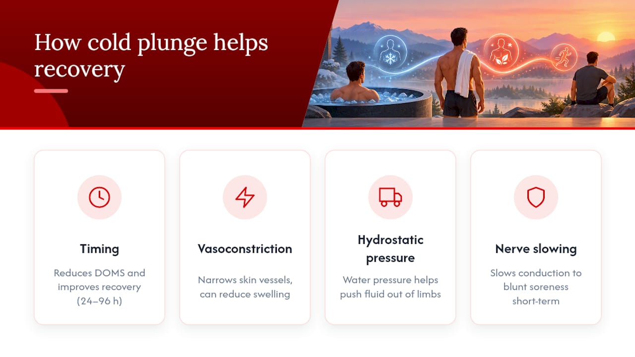 When Cold Plunge Benefits Appear: Immediate, 12 Hours, 24–96 Hours 2026 Lizard's Lunch How cold water immersion supports recovery and circulation — overview diagram